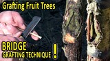 BRIDGE Grafting Technique | How to SAVE a DAMAGED FRUIT TREE with this grafting technique