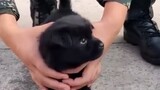 The puppy born in the military camp will become an excellent military dog in the future