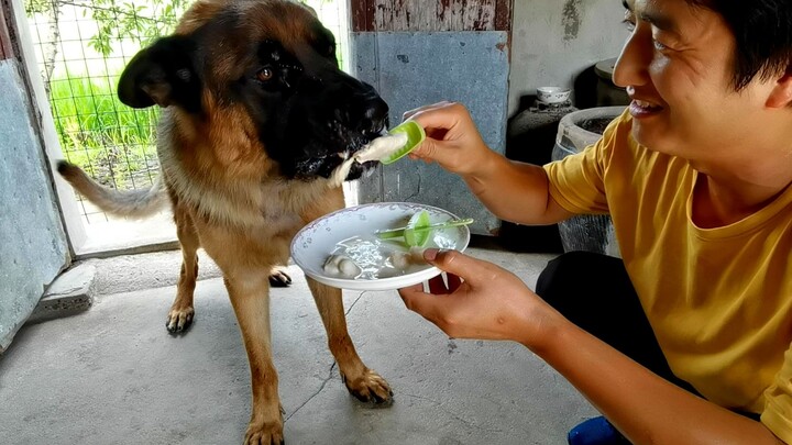 I gave milk ice cream to the dog. The German Shepherd was so happy that he ate two of them in one go