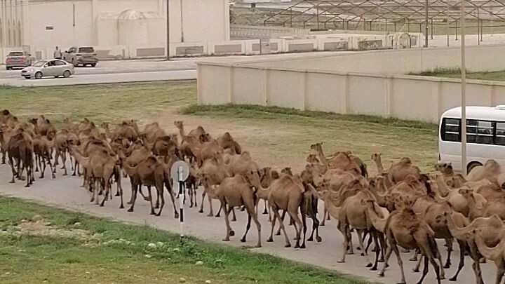 Camel  ðŸ�« in Oman ðŸ‡´ðŸ‡²
