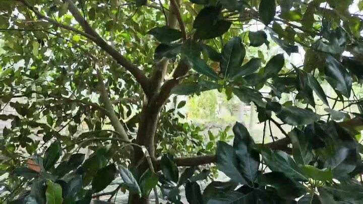 VIDEO GABUT 😀