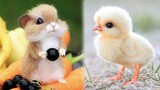 Cute baby animals Videos Compilation cute moment of the animals #1 Cutest Animals 2023