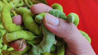 Tak Ada Yang Lebih Lembut Dari (Cacing Kacang), Sentuhan Yang Hebat