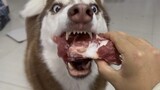 [Cún cưng] Tăng âm lượng nhìn cún Husky ăn nhé!