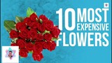 10 Most Expensive Flowers in the World