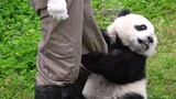 Tertawa sampai mati! Adegan standar ganda panda raksasa Chuanchuan!