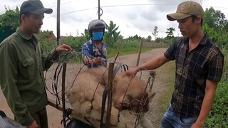 Giải Cứu Chú Chó Alaska Khỏi Tay Buôn Chó Vô Lương Tâm Độc Ác | TQN86