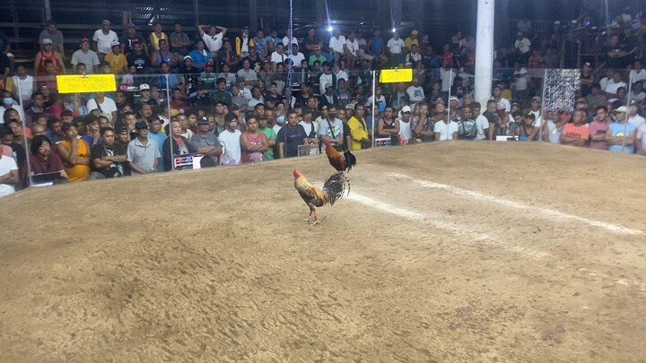 Ptm dom Win 4cock derby 3rd fight