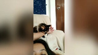 My morning with cats