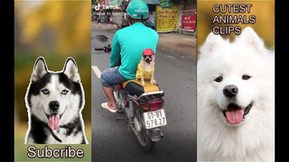 CUTEST ANIMALS IN THE WORLD #10 - Road trip with cute pets - Road trip with a dog