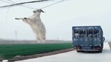 【Pet】Hilarious Moments of Animals
