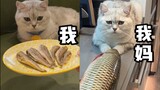 自己养猫和我妈养猫2.0