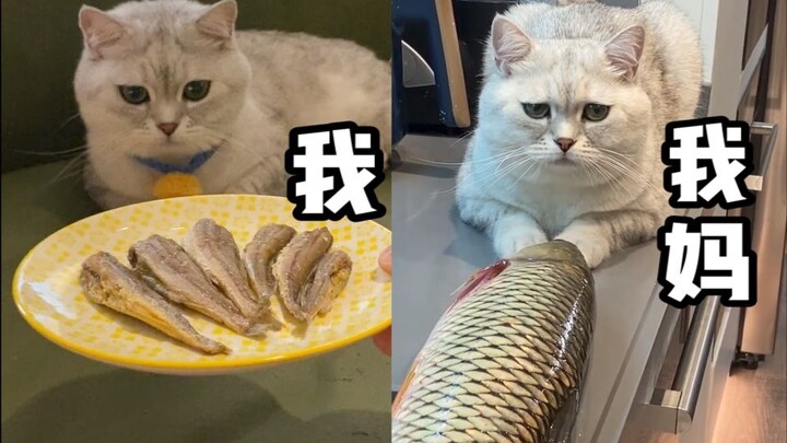 自己养猫和我妈养猫2.0