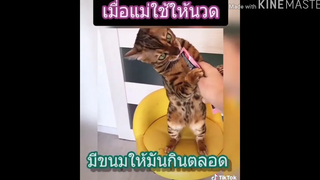 🔥tiktok🔥 แมวเหมียวน่ารัก กวนๆ ฮาๆ