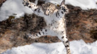 “雪 豹 史 诗 级 坠 崖 捕 猎 ！”