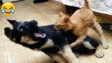 Dogs and Cats Fight😍- Funny Animal Videos 2023 😂 - Funniest Dogs And Cats Videos 😺😍