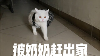 我妈刷到我养猫了