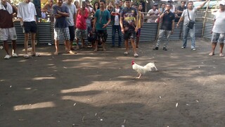 bangkas win
