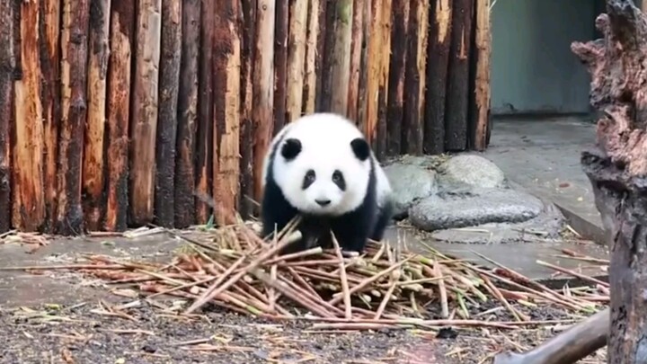 Animal|Healthy Giant Pandas Hehua