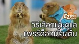 EZ pet care by Mahidol วิธีการเลือกและดูแลแพรรีด็อกเบื้องต้น