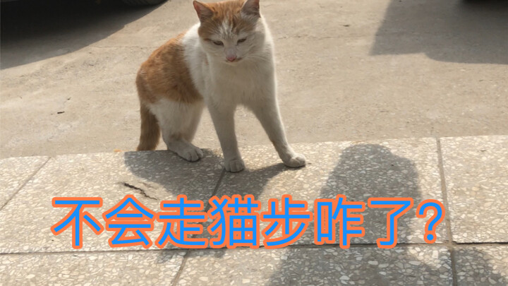 快来看，发现一只不会走猫步的猫，笑死了