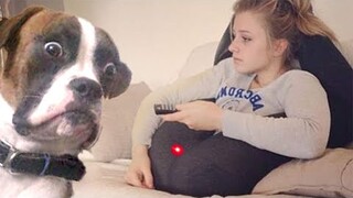 Dog and Cat Reaction to Laser Pointers | Pet Squad
