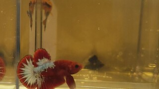 ikan cupang pk