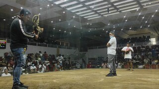 4Cock Derby (bulik bumabalik)