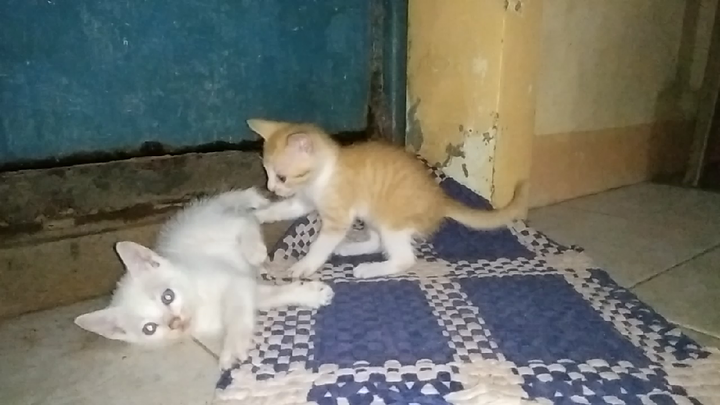 kittens playing