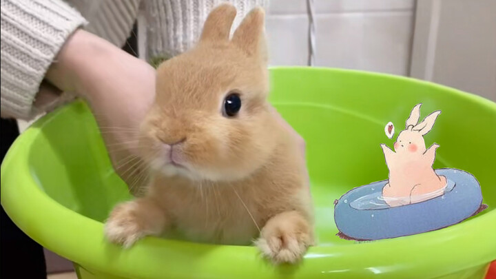 Pertama kali kelinci mandi, bukankah mirip seperti saat kau kecil?