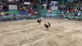 4rth fyt champion pure 5k broodcock livestrong gf