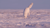 "Viên đạn xuyên đất"|Tư thế siêu hài của Cáo Trắng Bắc Cực