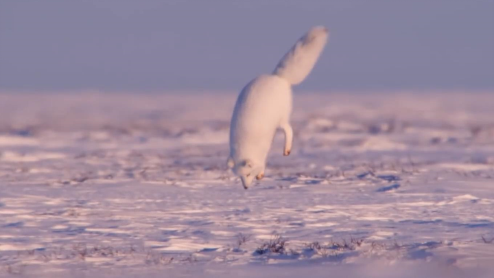 Look at the silly hunting pose of the Arctic Fox!