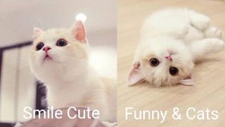 Funny & Cats - รวมน้องแมวน่ารัก 29