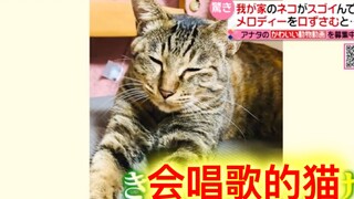 会唱歌的猫。岛国一只会跟着铲屎官唱歌的喵主子，感觉唱得比我还好听！