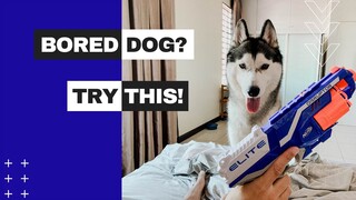 The BEST Way To Entertain Your Dog Indoors - No Movement Required! | Nerf War