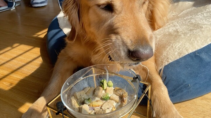 Peliharaan Lucu | Apakah Anjing Kalian Suka Makan di Kasur?