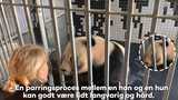 [สัตว์]แพนด้าซิงเอ้อร์และเหมาสุ่นในสวนสัตว์โคเปนเฮเกนที่เดนมาร์ก