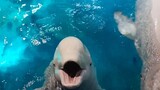 Cuối cùng vẫn vậy. . Bị cá voi beluga cắn!