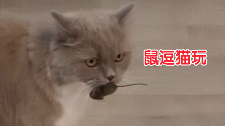 就离谱…《猫和老鼠》居然还踩点了！！！