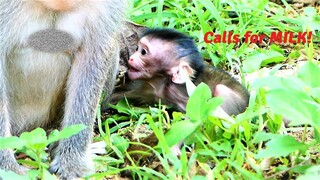 Cutie Baby Mila Is Left by Mother Malika on The Ground, Poor Tiny Baby Weaned by Mother