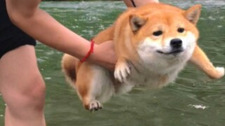 Is it the first time Shiba Inu swims and is afraid of water?