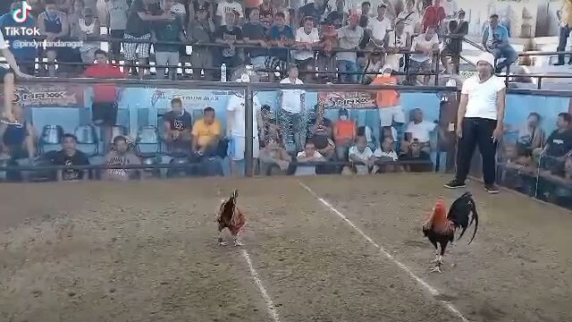 Baao 3 cock ulutan champion