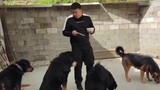 How to lure a stray Tibetan Mastiff home, it took me three years!