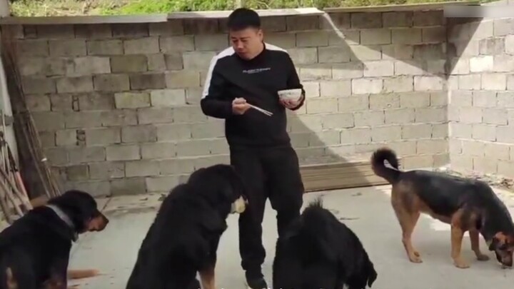 Cara memikat Tibetan Mastiff yang tersesat pulang, saya butuh waktu tiga tahun!