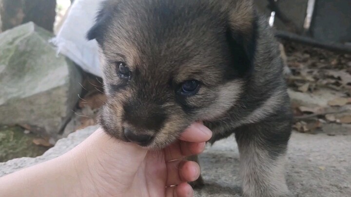 How lovely the puppies are!