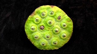 Looking for bugs in lotus pods, picking them out one by one is too stressful.