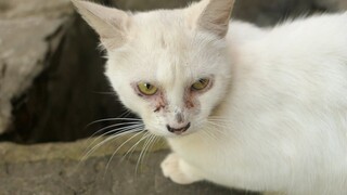 Cat meow and white kittens want food
