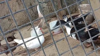 #duck