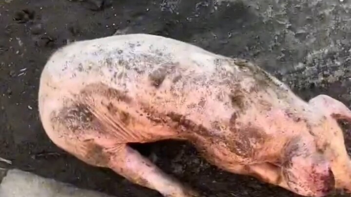 Ambil seekor babi di jalan dan hiduplah untuk makan daging pada waktu ini tahun depan!